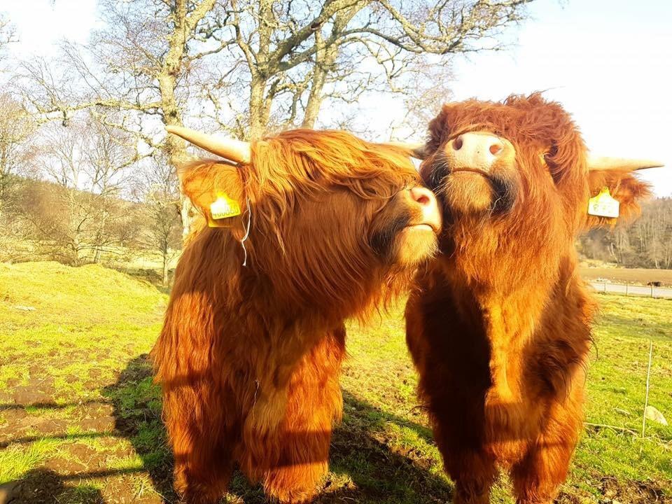 Kinnoch Lodge Inverness Ngoại thất bức ảnh